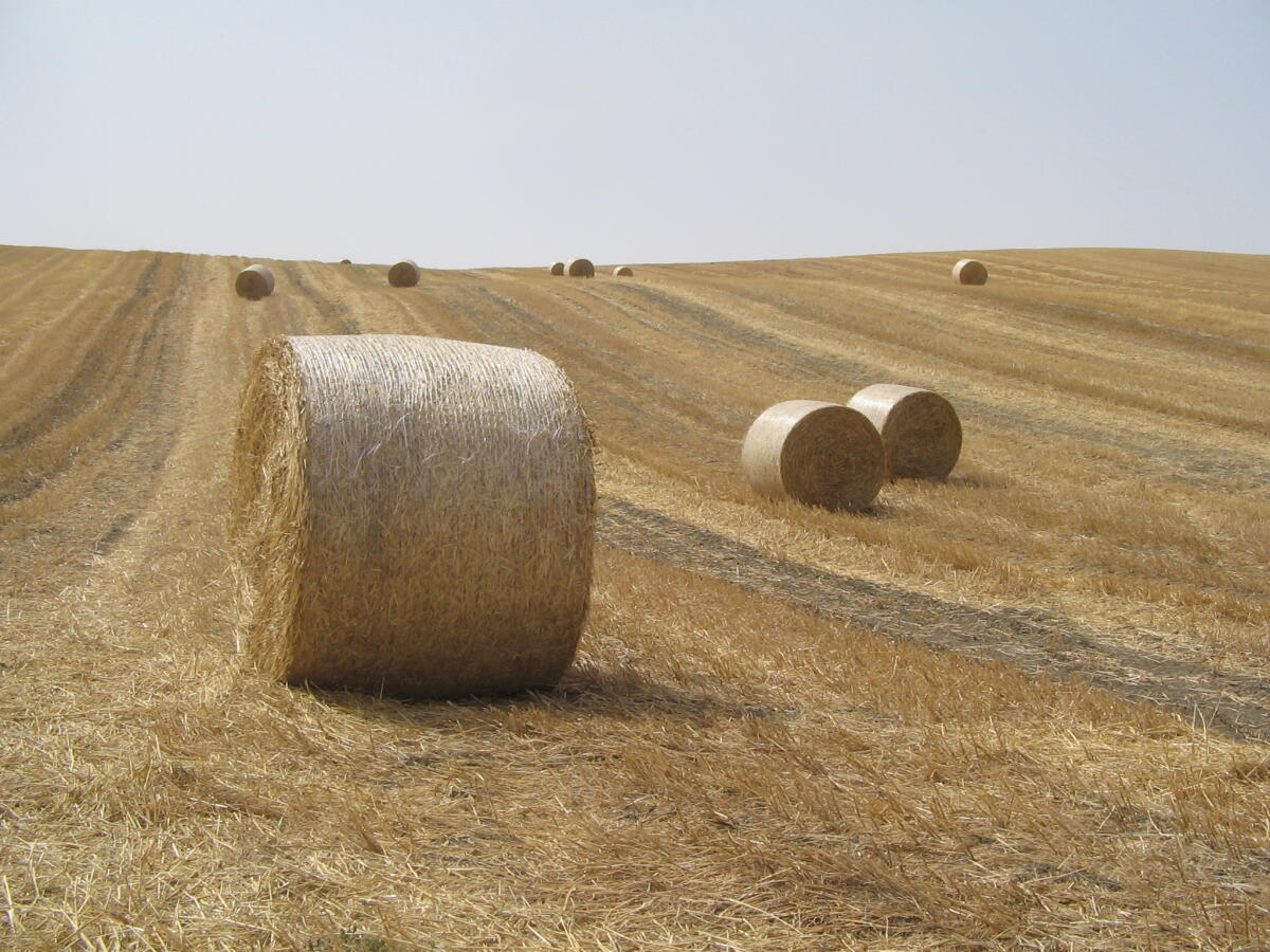 Grano duro, nuova guerra dei prezzi. Cia Foggia: “Governo intervenga” - 
