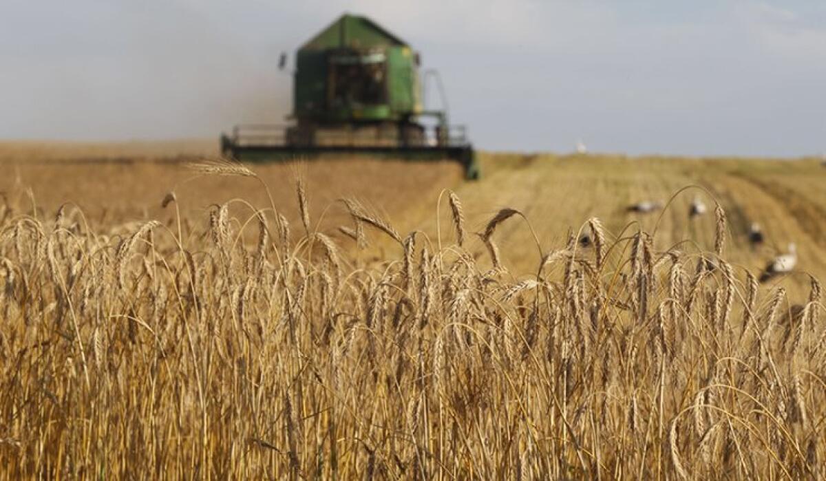 Grano, Cia Puglia: “Stop importazioni, pronti a sciopero della semina” - 