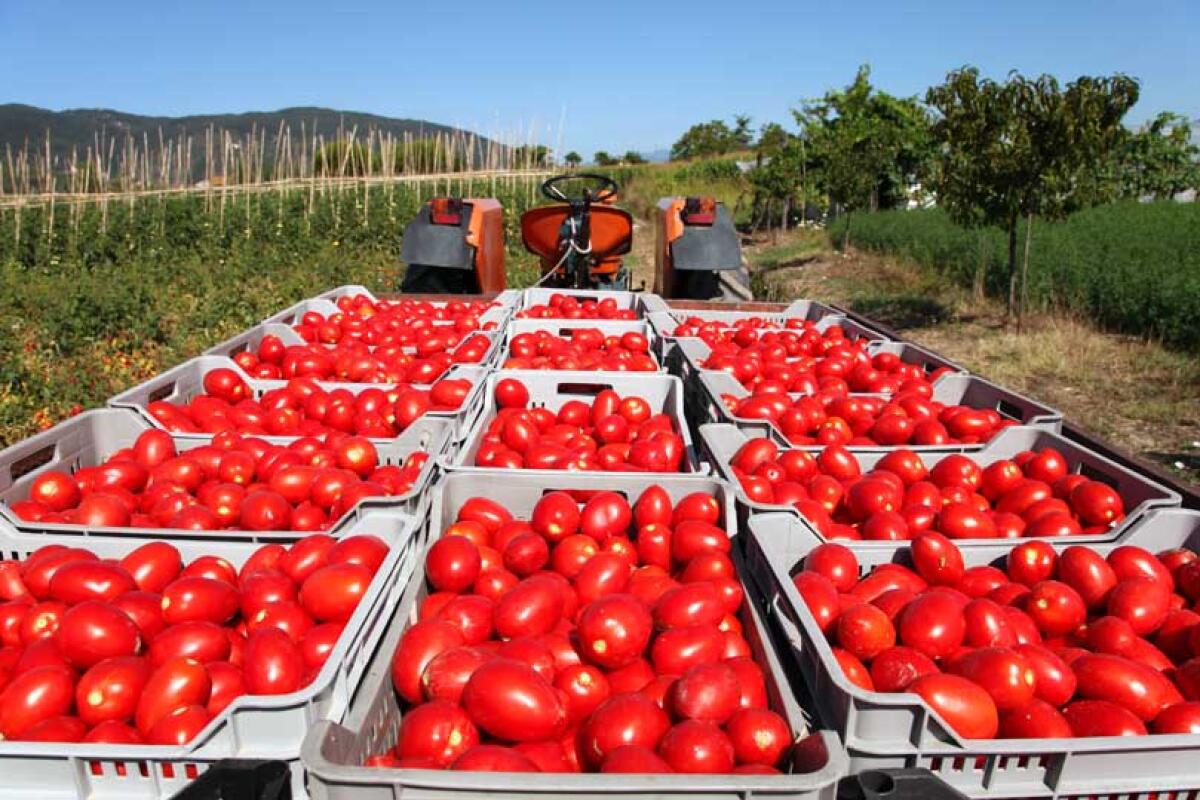 Cia Puglia: “Calamità sempre più intense, urge attrezzarsi” - 