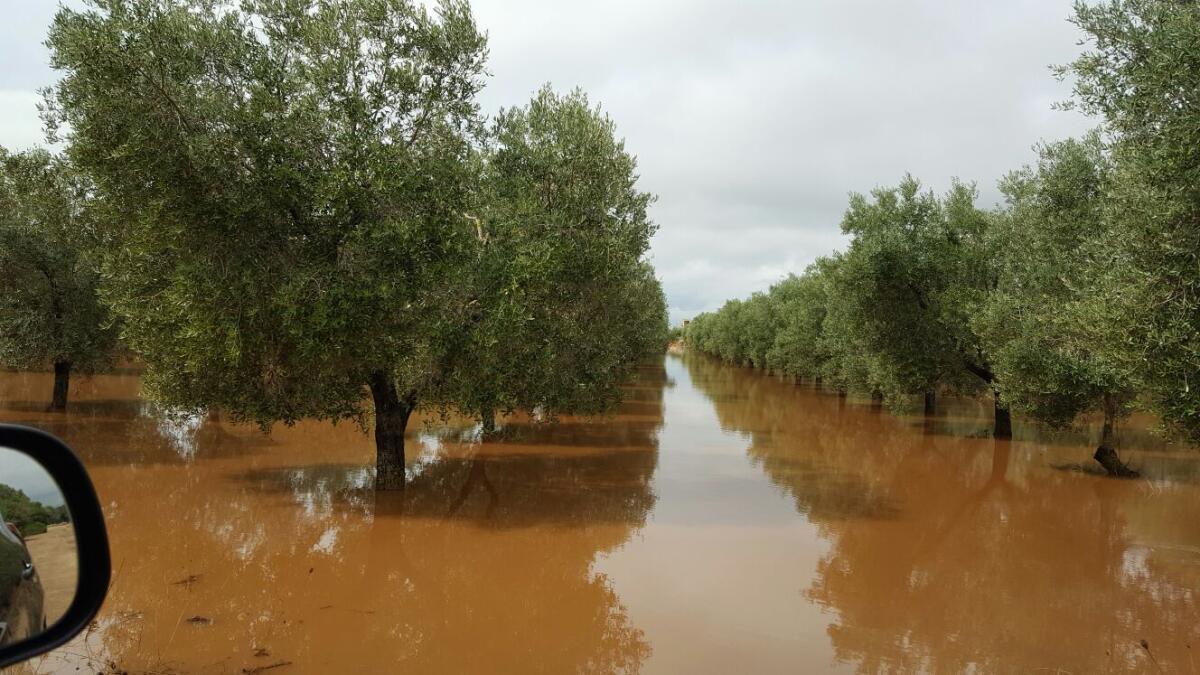 Pioggia, agricoltura in ginocchio, Cia Puglia: “Subito la conta dei danni” - 