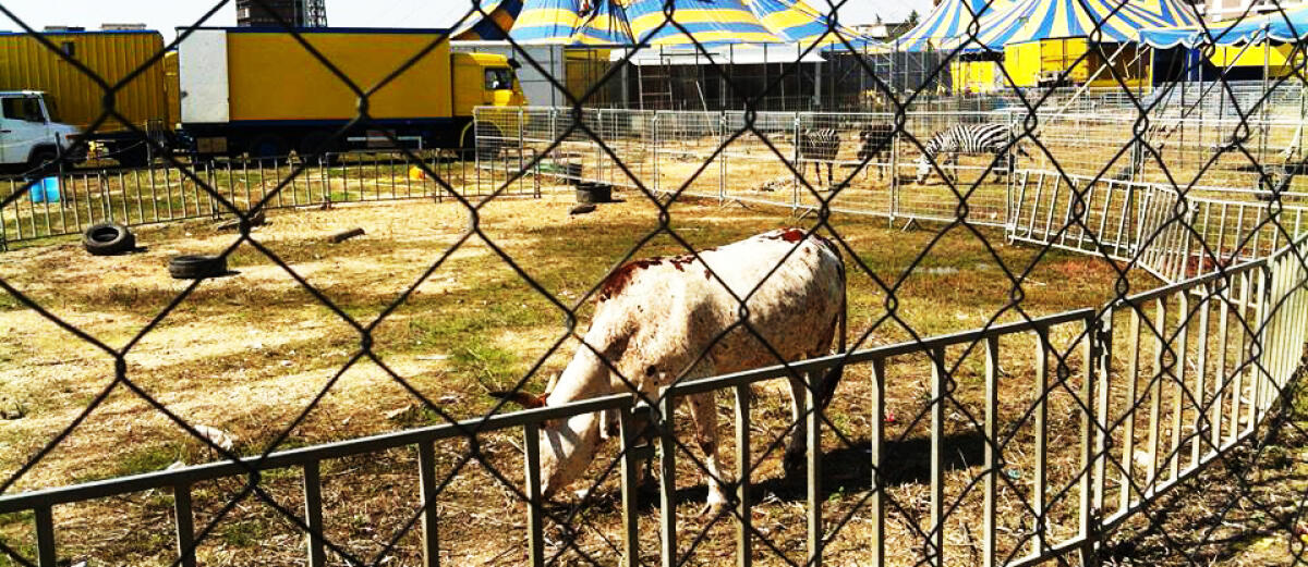 Animali lasciati sotto il sole - la segnalazione di una nostra lettrice - 