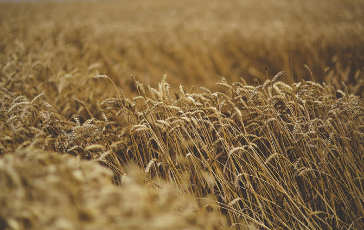 Borsa del Grano, perplessità di Agrinsieme Foggia sulle ultime quotazioni - 