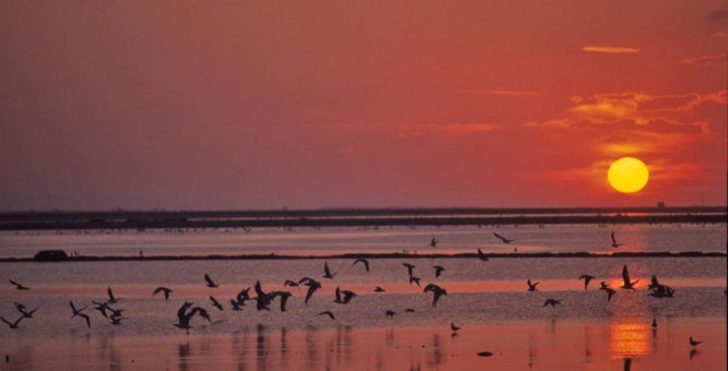 fenicotteri_saline