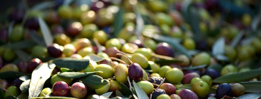 olive-provenzale-845x321