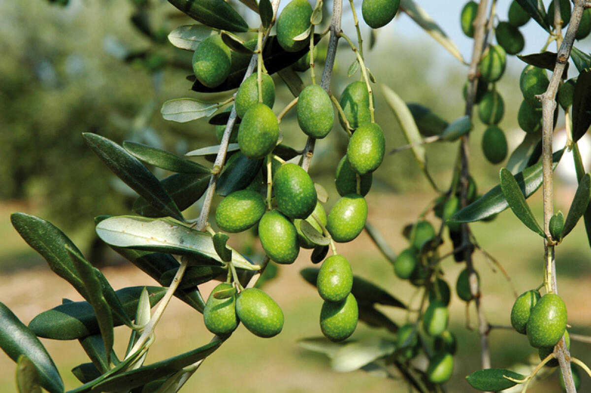 L'APO di Foggia presenta "Olio Bio Tour", per la promozione dell'olivicoltura - 