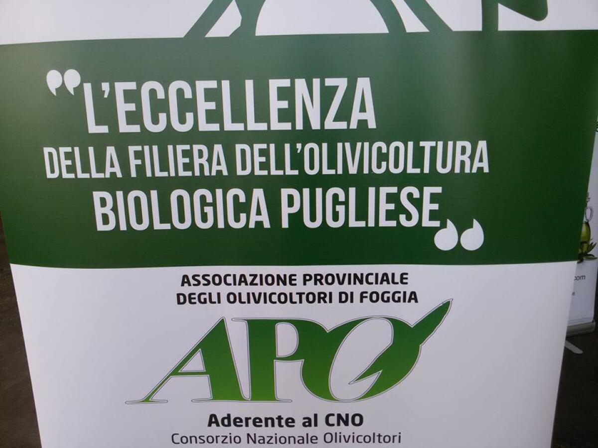 Olio Bio in tour, cresce in Capitanata la qualità certificata - 