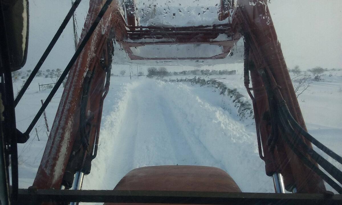 Bestiame sotto la neve, CIA Puglia: “Urgente smaltimento delle carcasse” - 