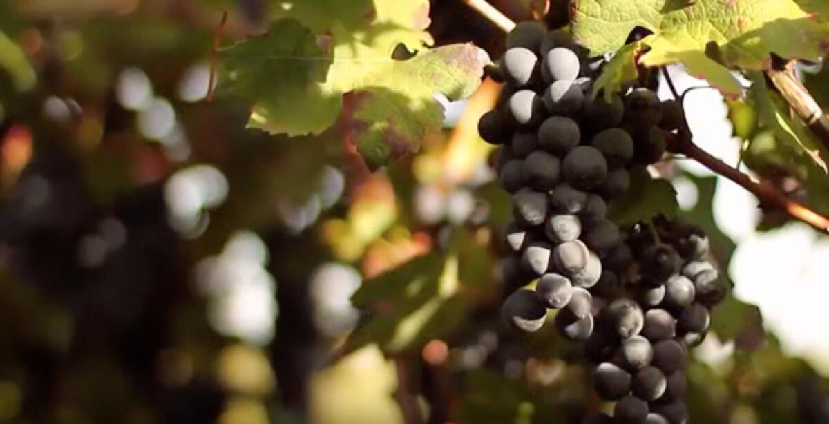 Con il Nero di Troia cresce la Capitanata del vino - 