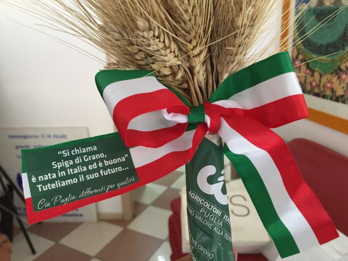Grano, Cia Puglia: "Bene i premi, ora si attivi la CUN a Foggia" - 