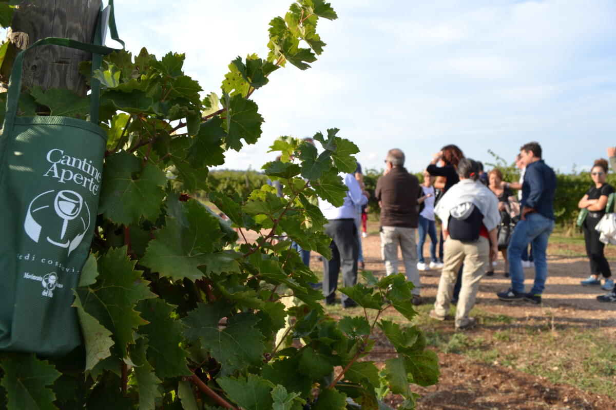 Il 7 ottobre arriva "Cantine Aperte in Vendemmia": amanti del vino fatevi avanti - 