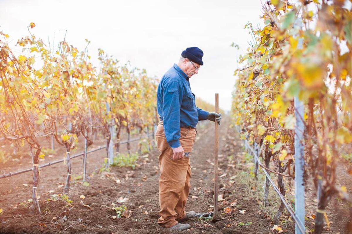 Foggia e le classifiche: +30% per l’export del vino foggiano di Borgo Turrito - 