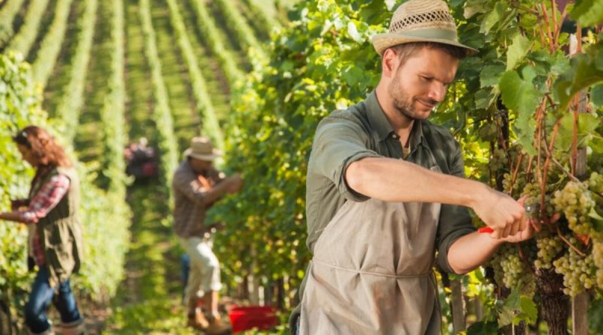 Foggia, Corso di Operatore Agricolo: percorso diploma-lavoro contro la dispersione scolastica - 