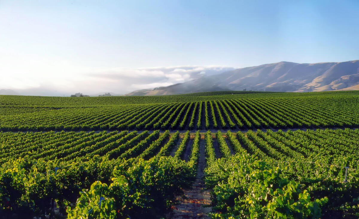 Le Eccellenze di Capitanata volano a Tokyo per la 10^ Fiera Wine &amp; Gourmet Japan - Crediti Foto: Cantine Losito