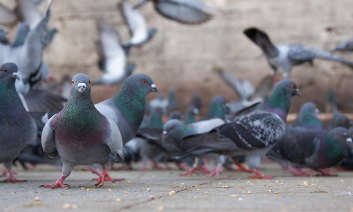 Peste aviaria: abbattuti piccioni a Cerignola - 