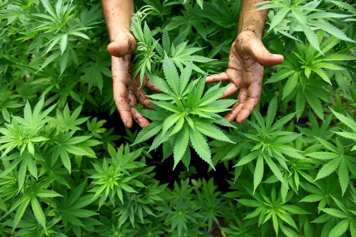 Lucera, arrestato insospettabile cittadino: coltivava oltre 30 arbusti di marijuana - 