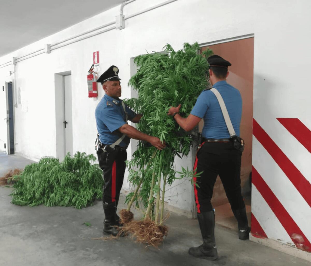 Sequestrate 100 piante di Marijuana: in manette un 56enne - 