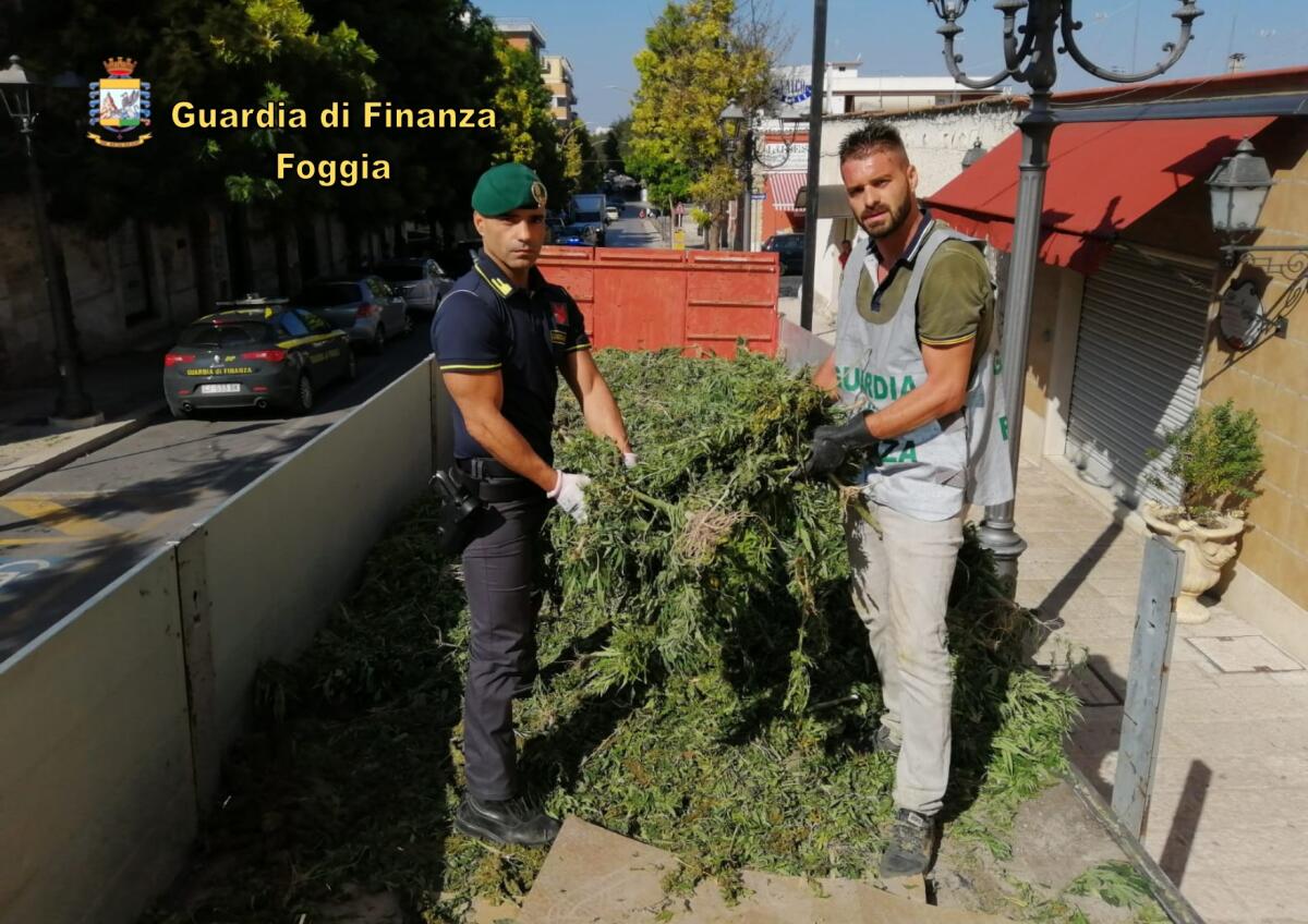 Cerignola: le fiamme gialle sequestrano 13000 piante di Canapa Indiana - 