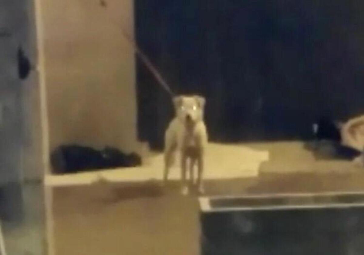Foggia, cane maltrattato in Stazione: nessuna forza di polizia interviene - 