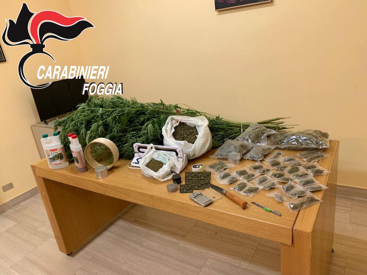 Fidanzati trasformano il balcone di casa in una serra per coltivare cannabis - 
