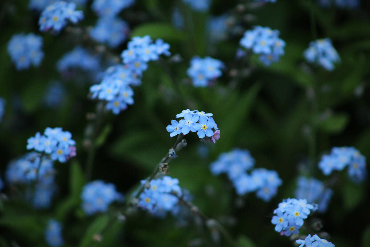 Festa dei nonni: ecco il fiore da regalare alle nostre fonti di saggezza e amore - 