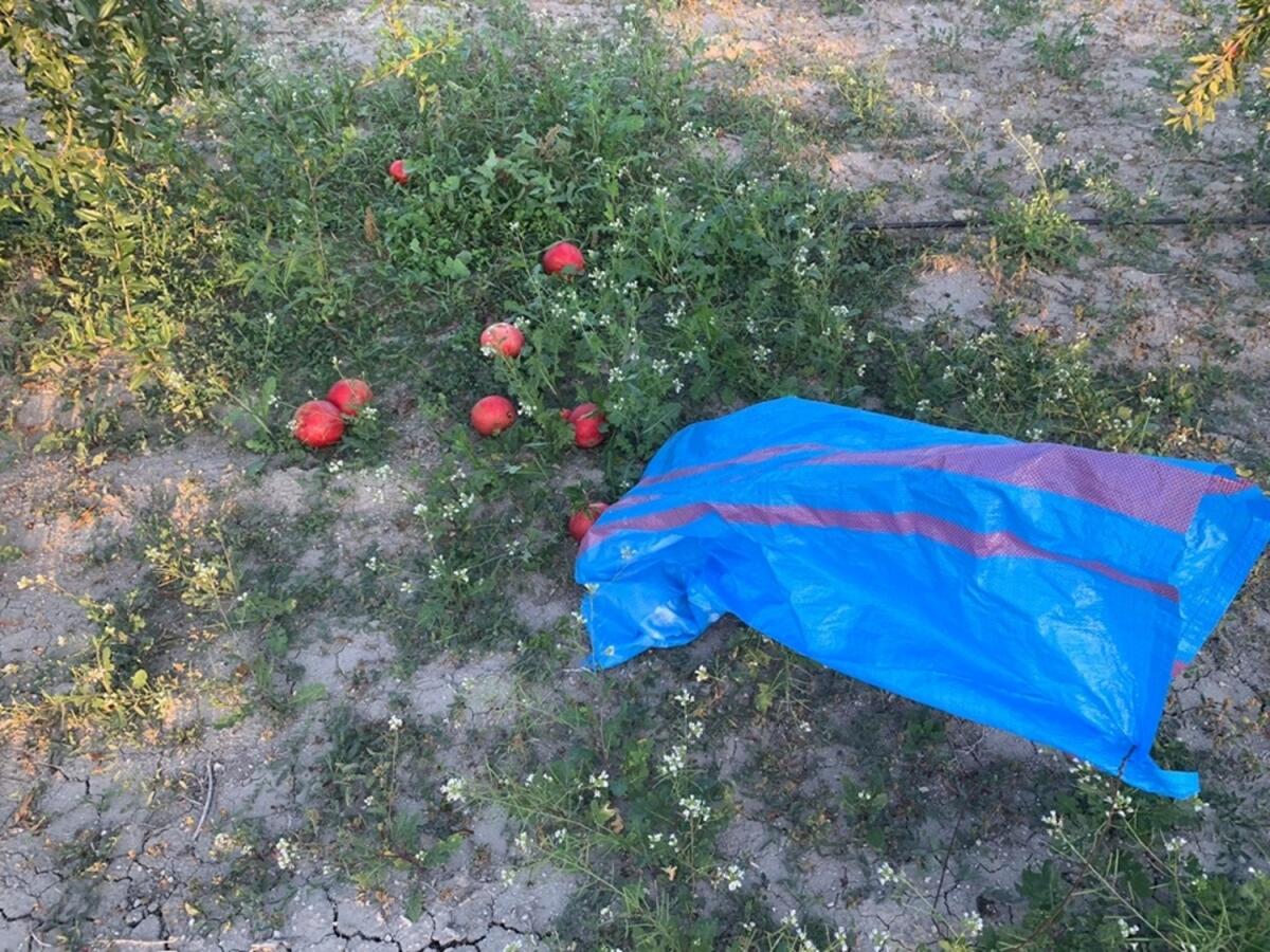 Foggia, ancora un furto per il fondatore dell'hub rurale Vazapp - 