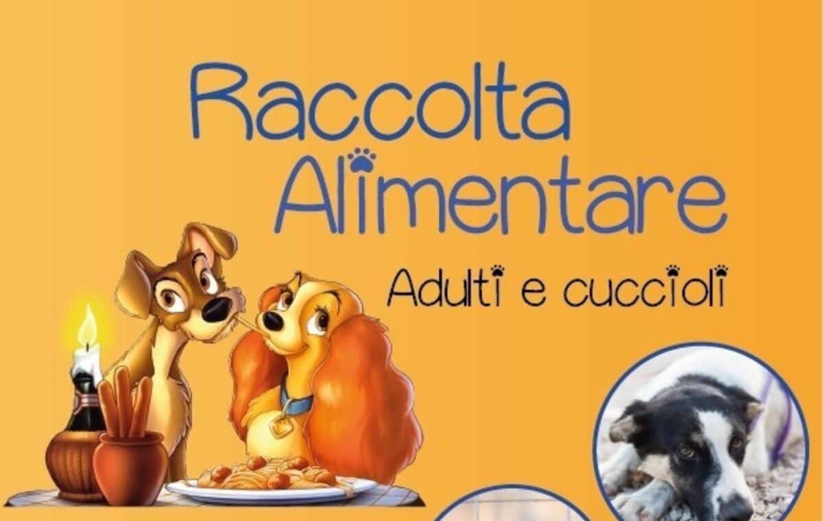 Foggia, raccolta cibo per i randagi della città - 