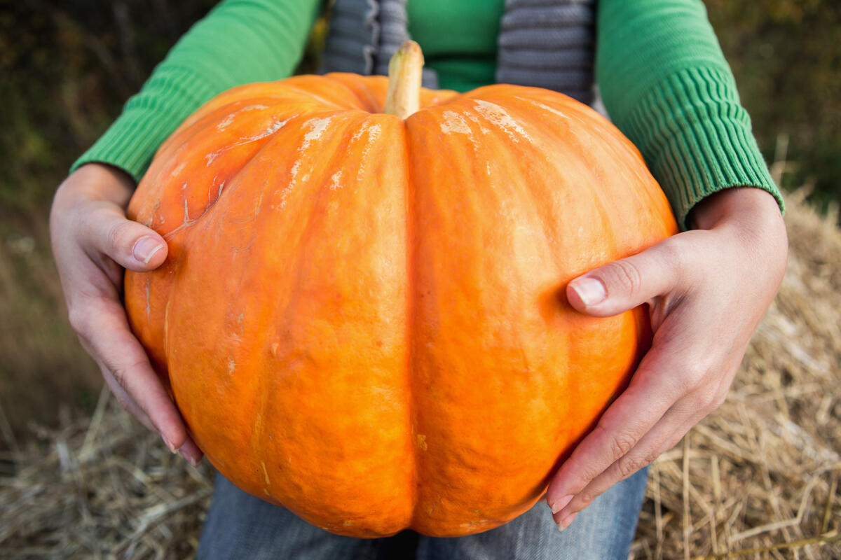 La zucca combatte colesterolo, insonnia, invecchiamento cellulare e stitichezza - 