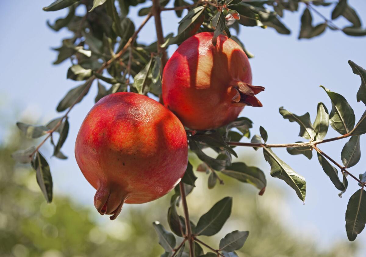 Il melograno: il frutto re dell'autunno ricco di proprietà - 