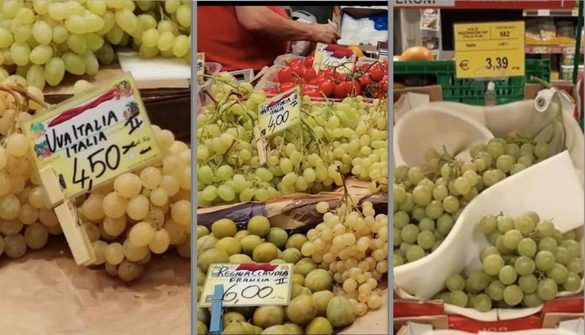 Puglia: uva da tavola, 60 cent ai produttori ma fino a 6 euro in supermercato - 