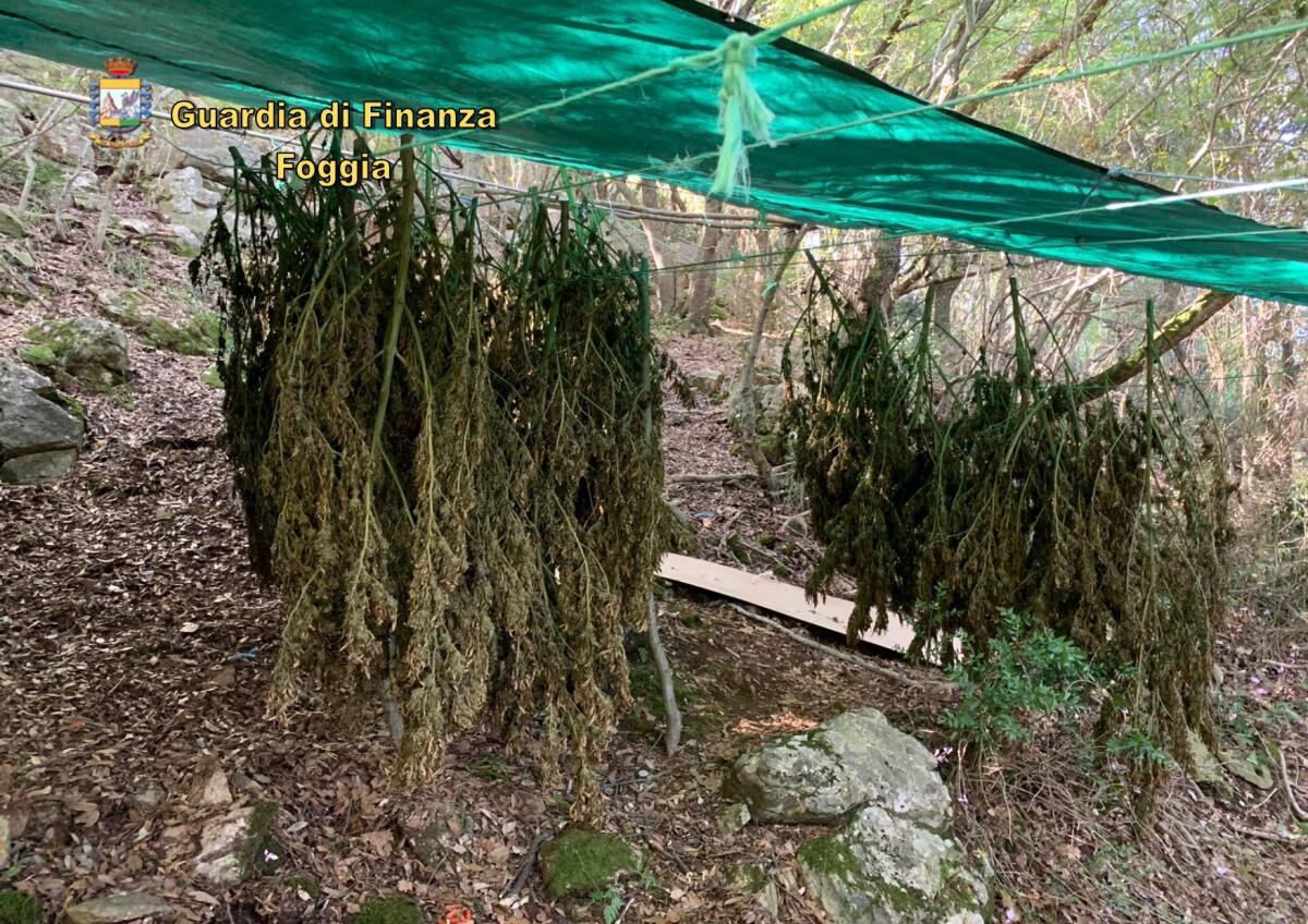 Scoperte 60 piante di canapa indiana sul Gargano: avrebbero fruttato oltre 100mila euro - 
