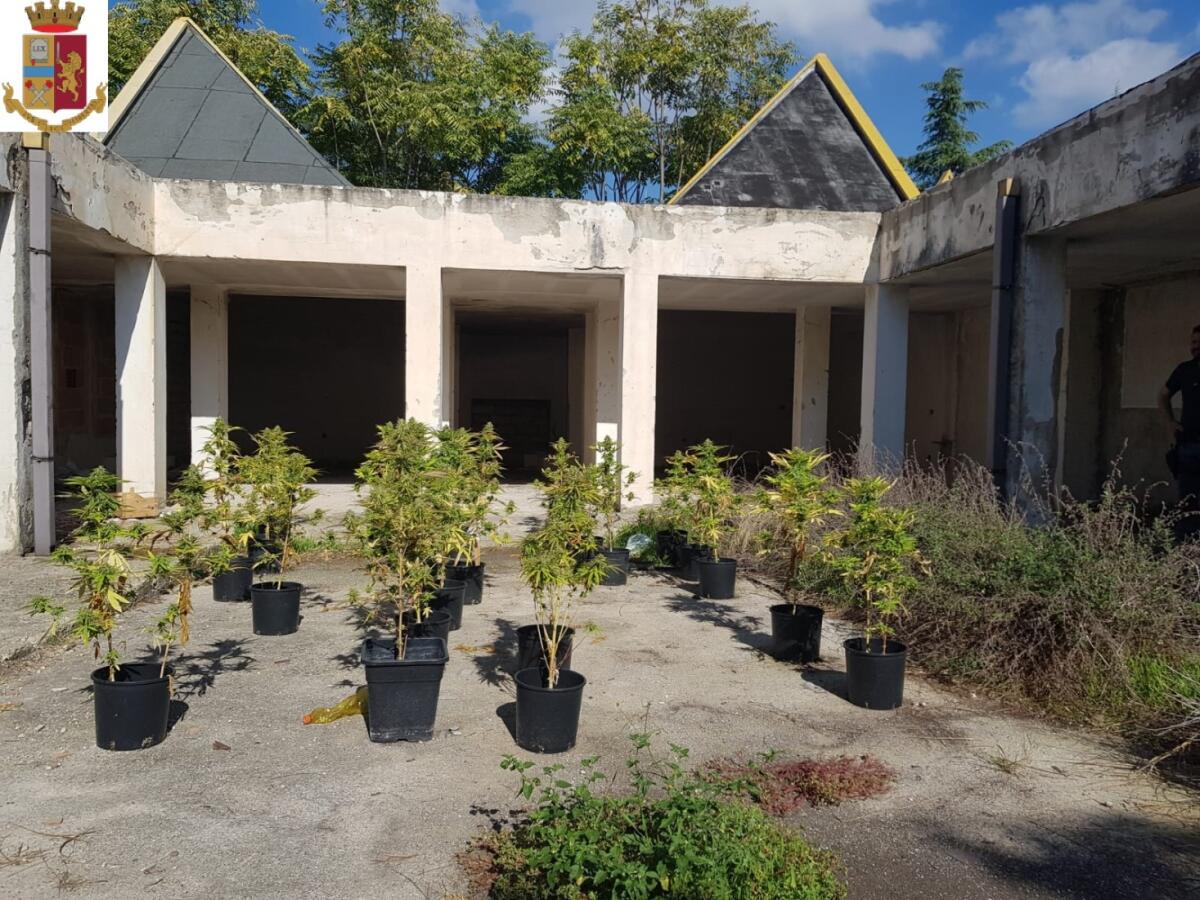 San Severo, scoperto vivaio di marijuana: sequestrate trenta piantine - 