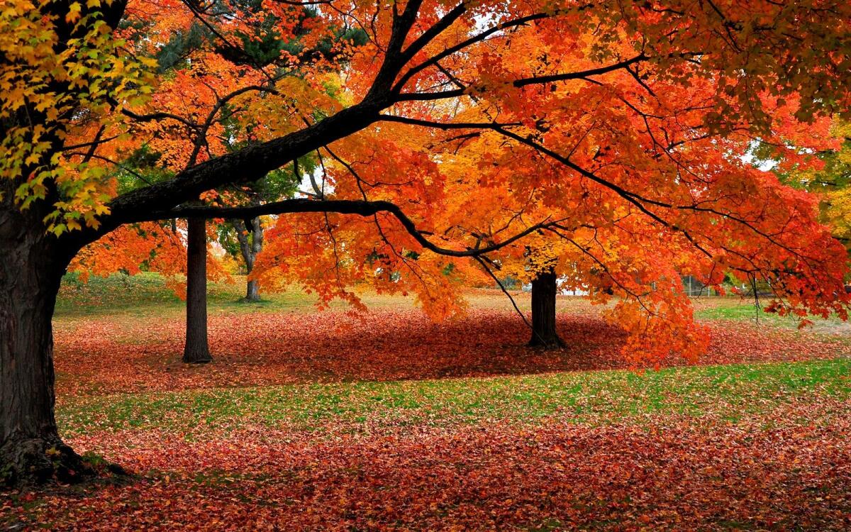 Il meraviglioso spettacolo del foliage in Capitanata: ecco dove vederlo - 