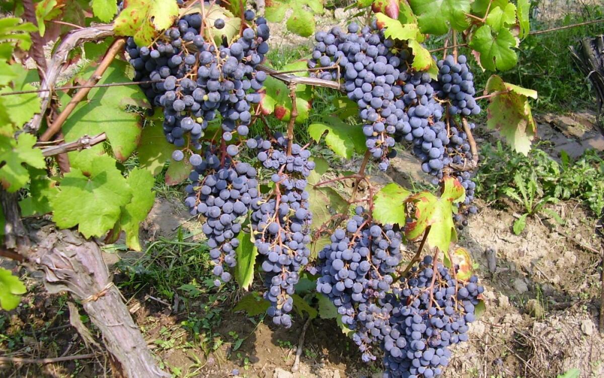 Sabotaggi Alto Tavoliere, CIA Capitanata agli agricoltori: "Denunciate sempre" - 