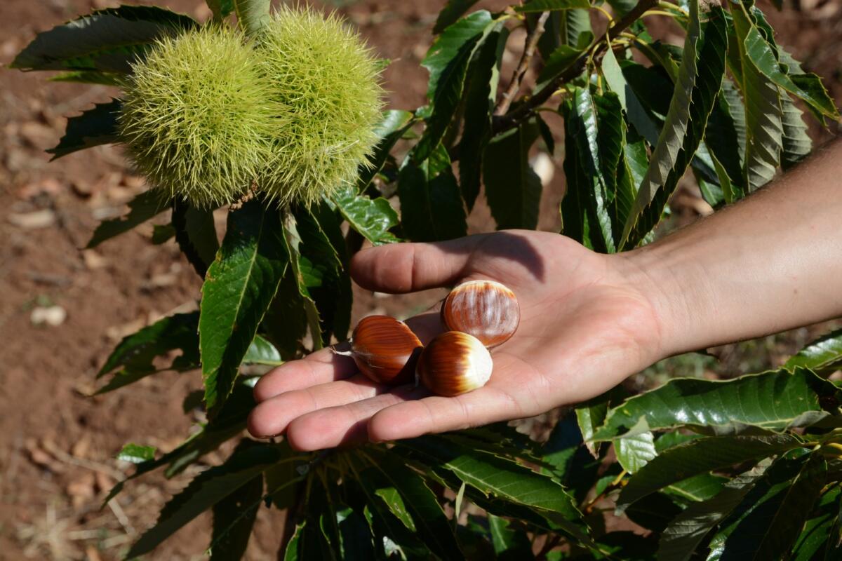 Weekend d'autunno da vivere in natura tra orti e castagne sul Gargano - 