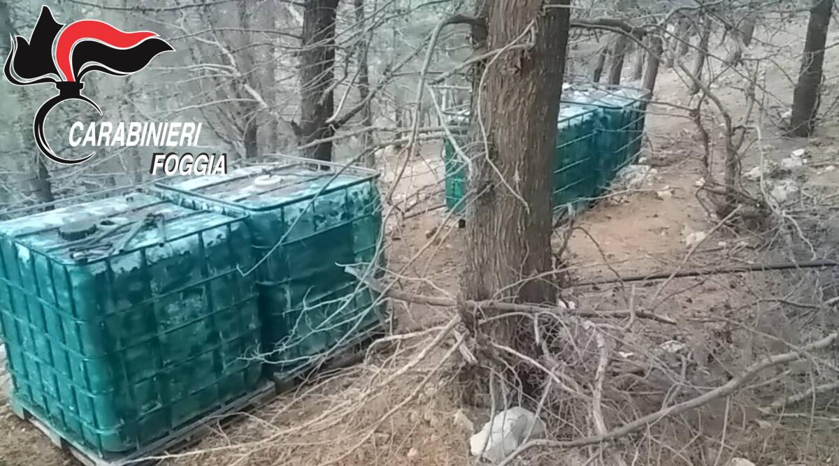 San Marco in Lamis: scoperta una piantagione di Marijuana - 