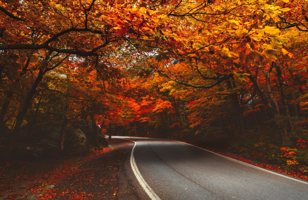 Trees in the heart of Autumn showing their vibrant colors over a road in New England