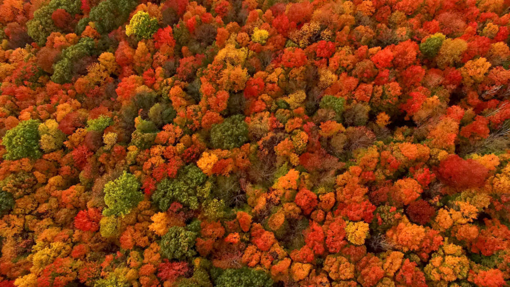 Il meraviglioso spettacolo del foliage in Capitanata: ecco dove vederlo