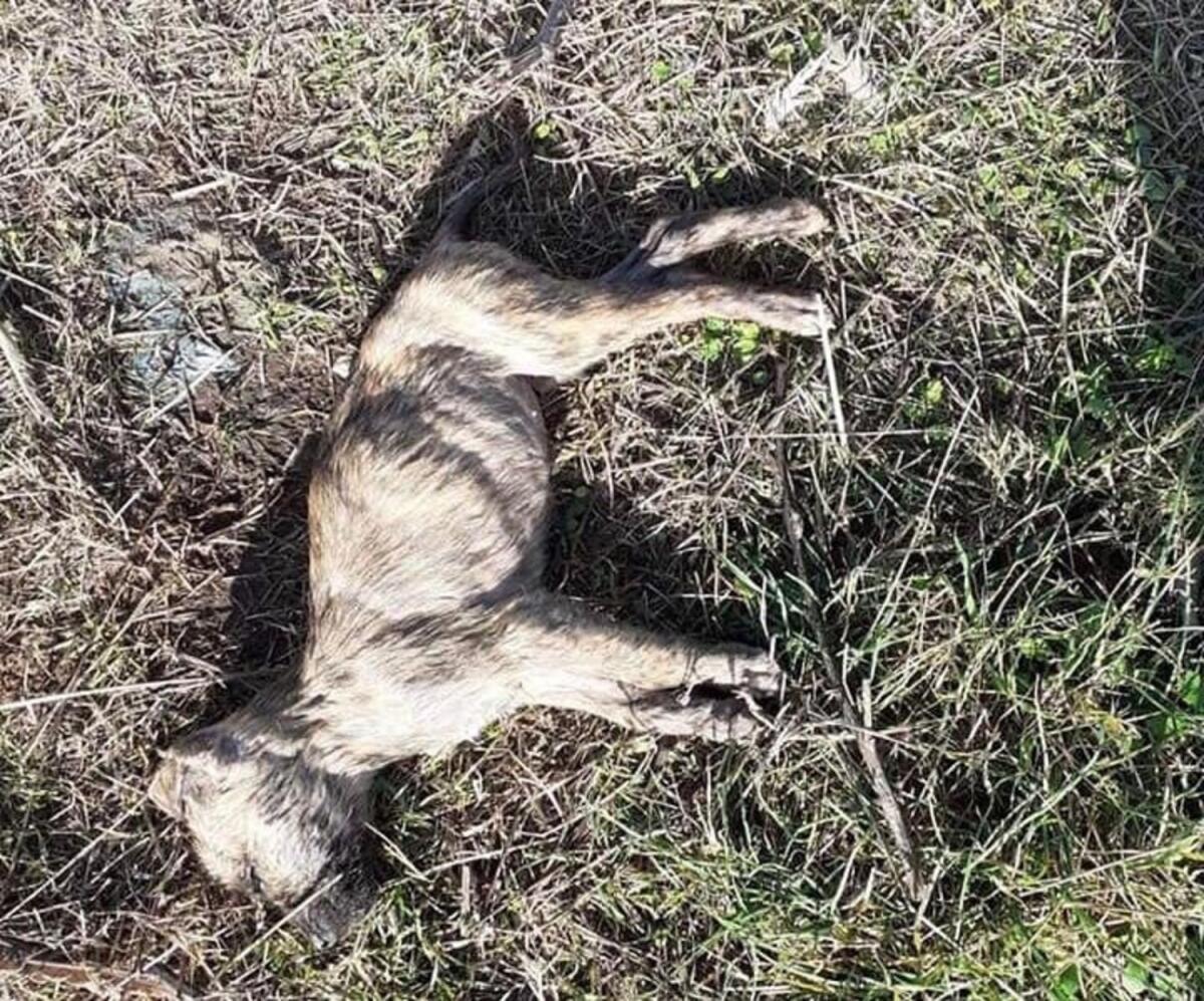 San Giovanni Rotondo, cinque cani trovati senza vita nelle campagne - 