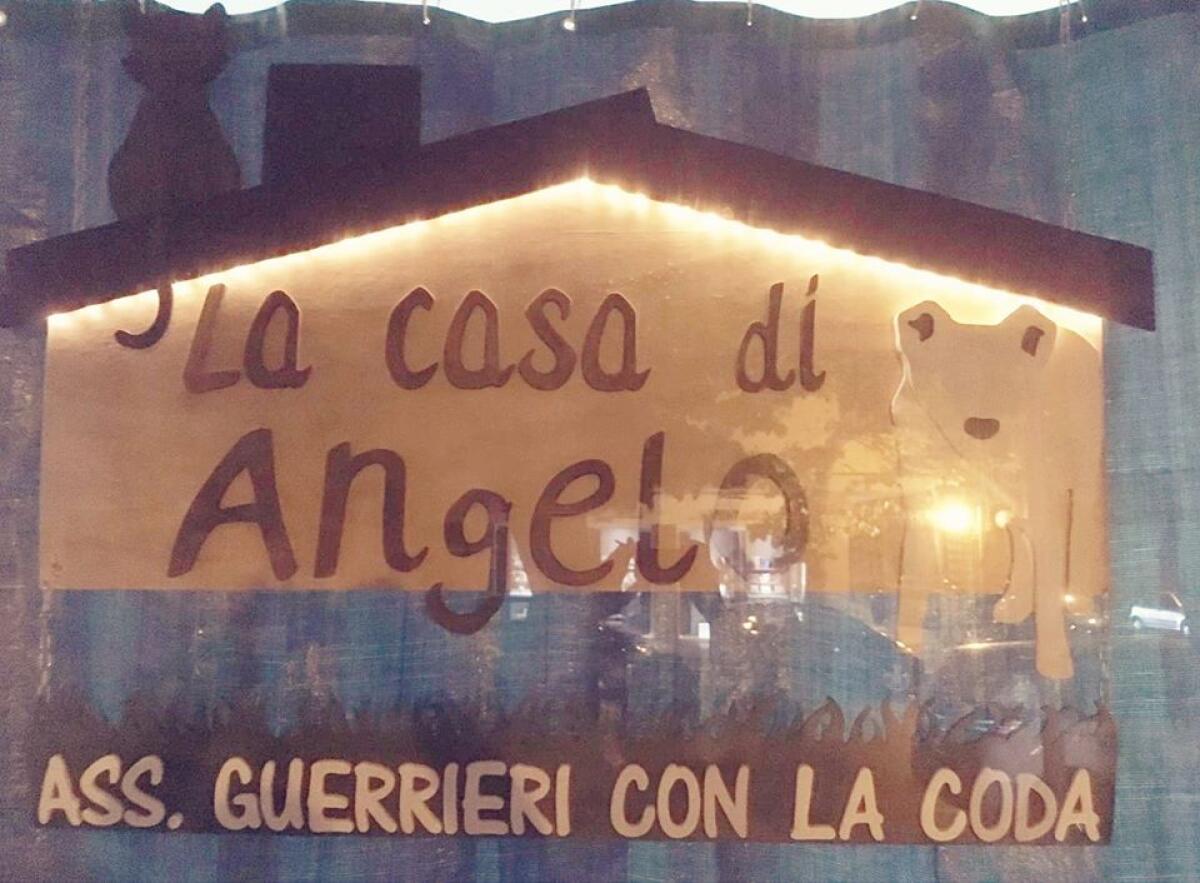 Foggia, sgombero per "La Casa di Angelo": i volontari adottano gli animali - 