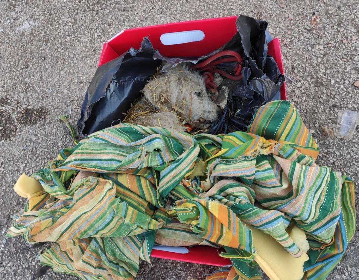 Foggia, buttato via come spazzatura: il cagnolino Severo non ce l'ha fatta - 