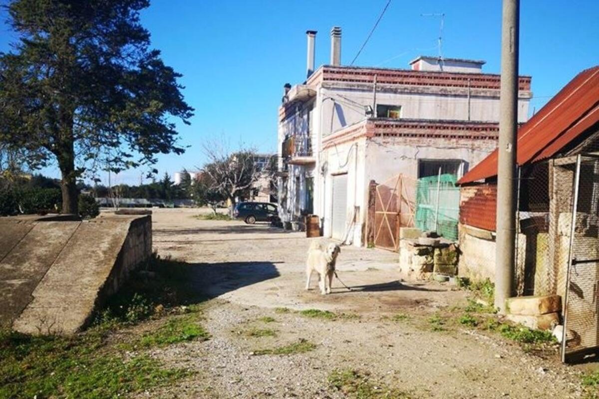 Foggia, incatenato per mesi ora ha bisogno di una casa: aiutiamo il cane Libero - 
