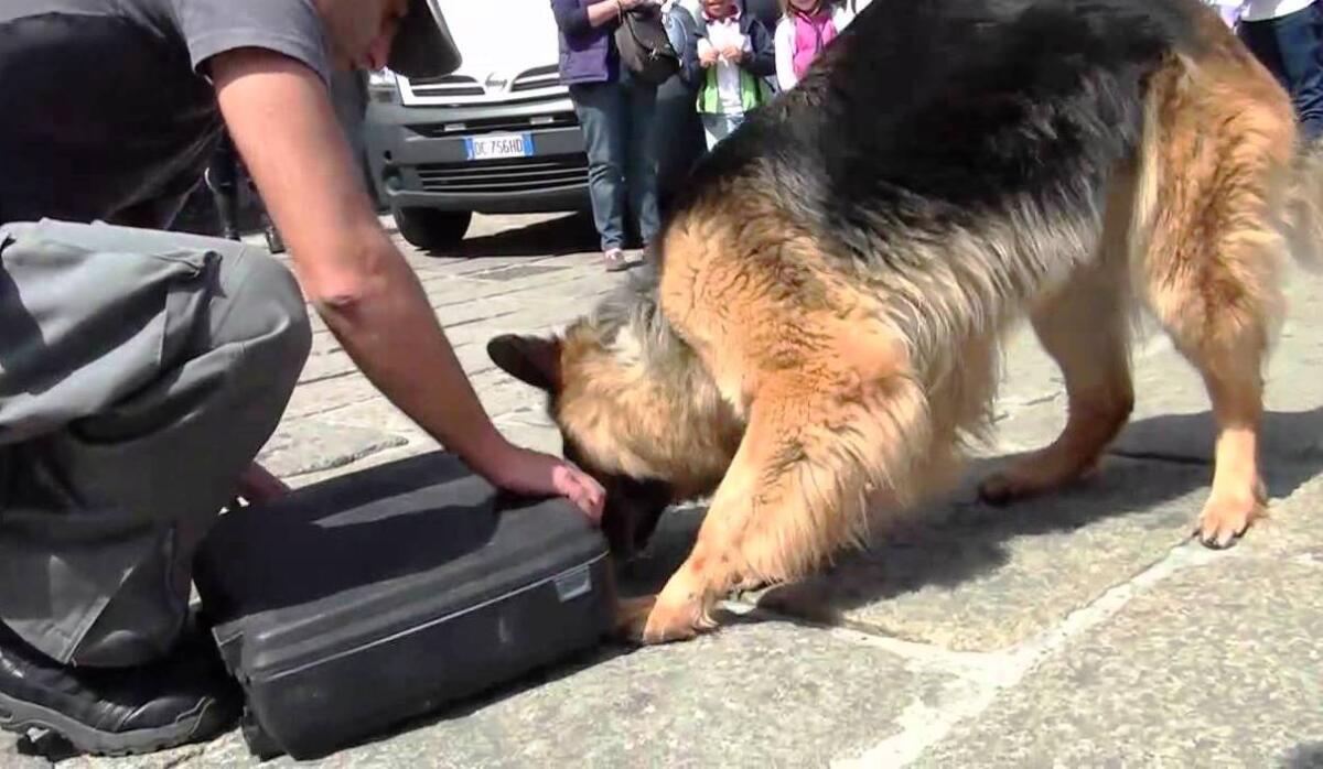 Controlli a Foggia: il cane antidroga Gerico incastra due spacciatori - 