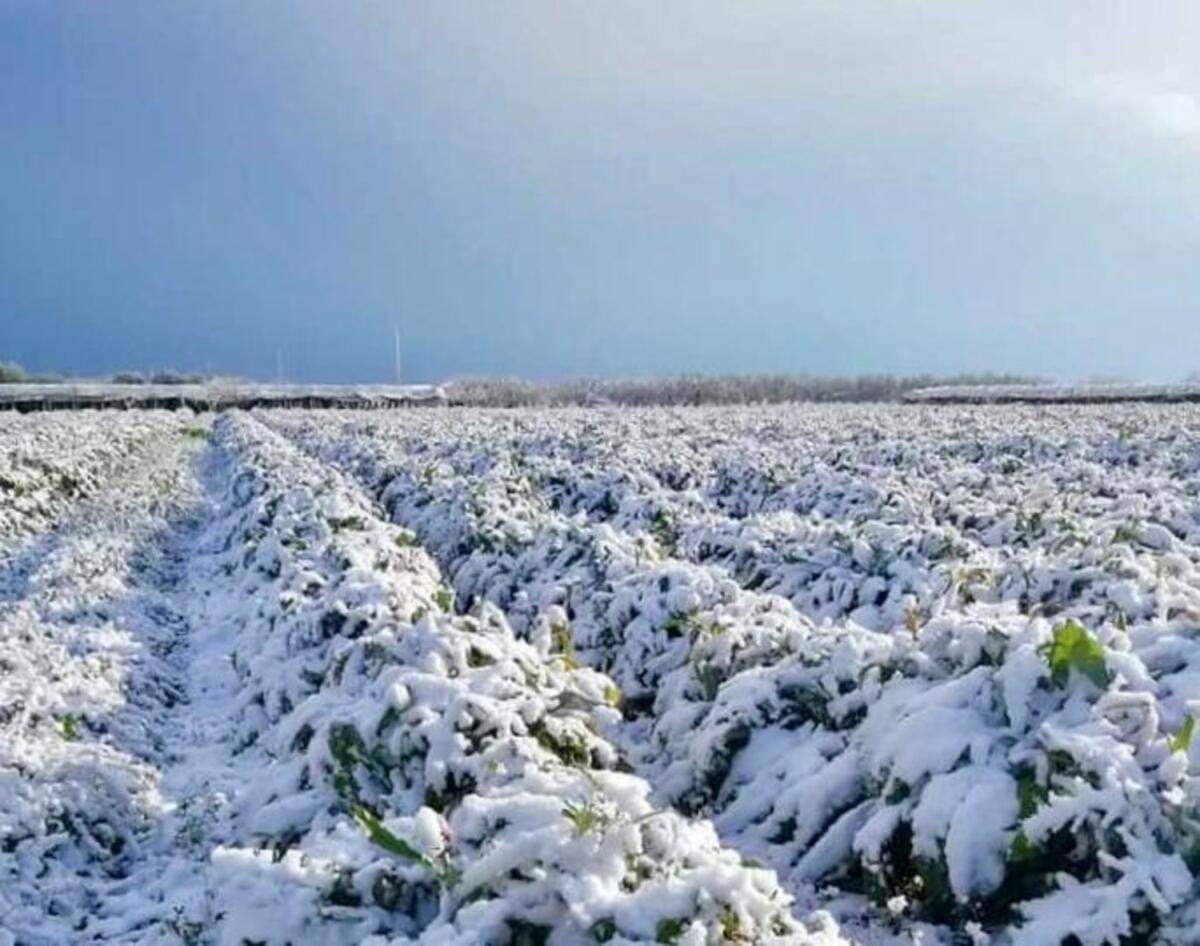 Capitanata, l'agricoltura chiede aiuto. Carrabba: "Siamo di fronte ad una calamità" - 