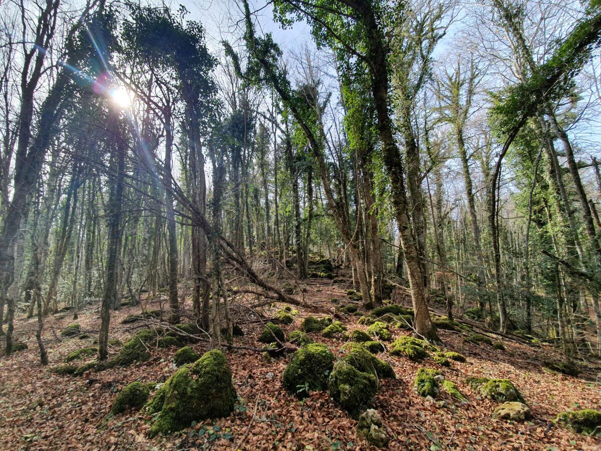 Faggete della Foresta Umbra verso il bis Unesco - 