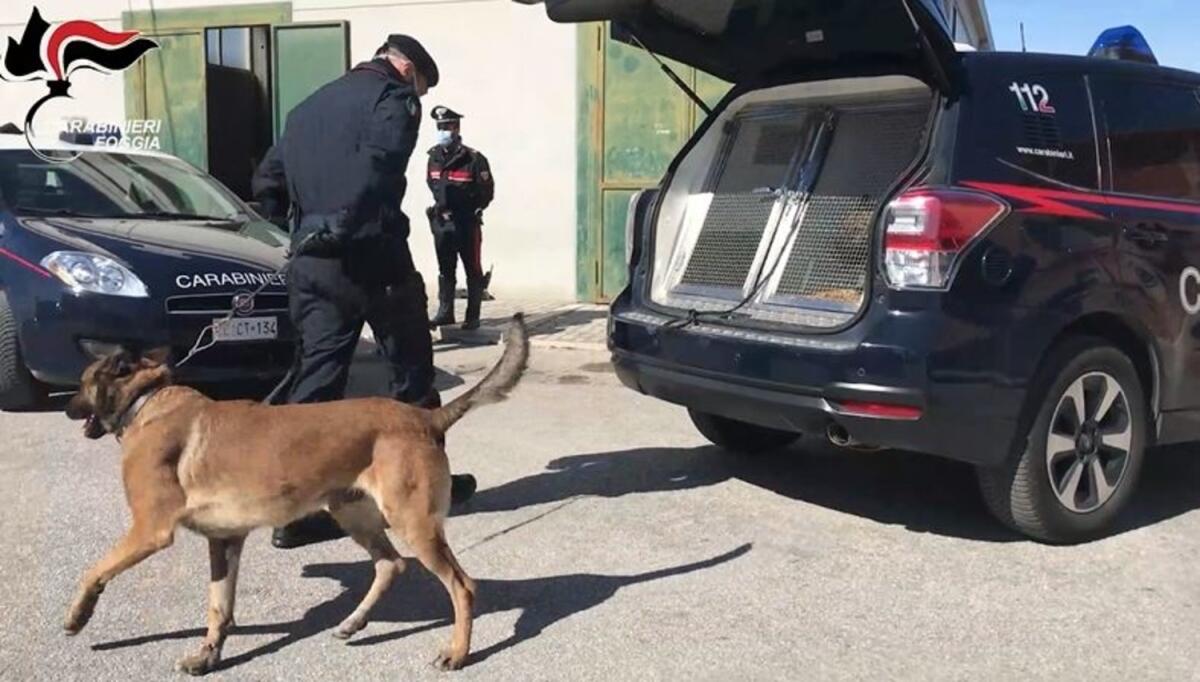 Cerignola, blitz nell'ex macello: sotto sequestro munizioni, droga e kit da rapinatore - 