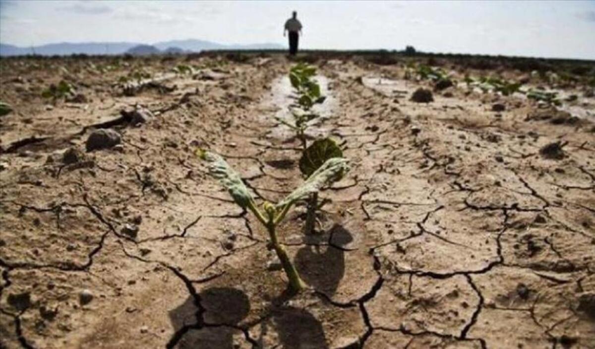 Foggia, la siccità inaridisce grano e pascoli. Cia: "Situazione grave" - 