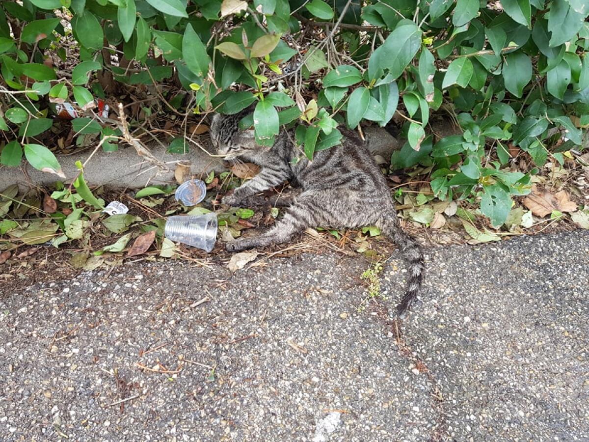 Servizio sospeso: così i gatti feriti restano dove sono. Partita la denuncia - 