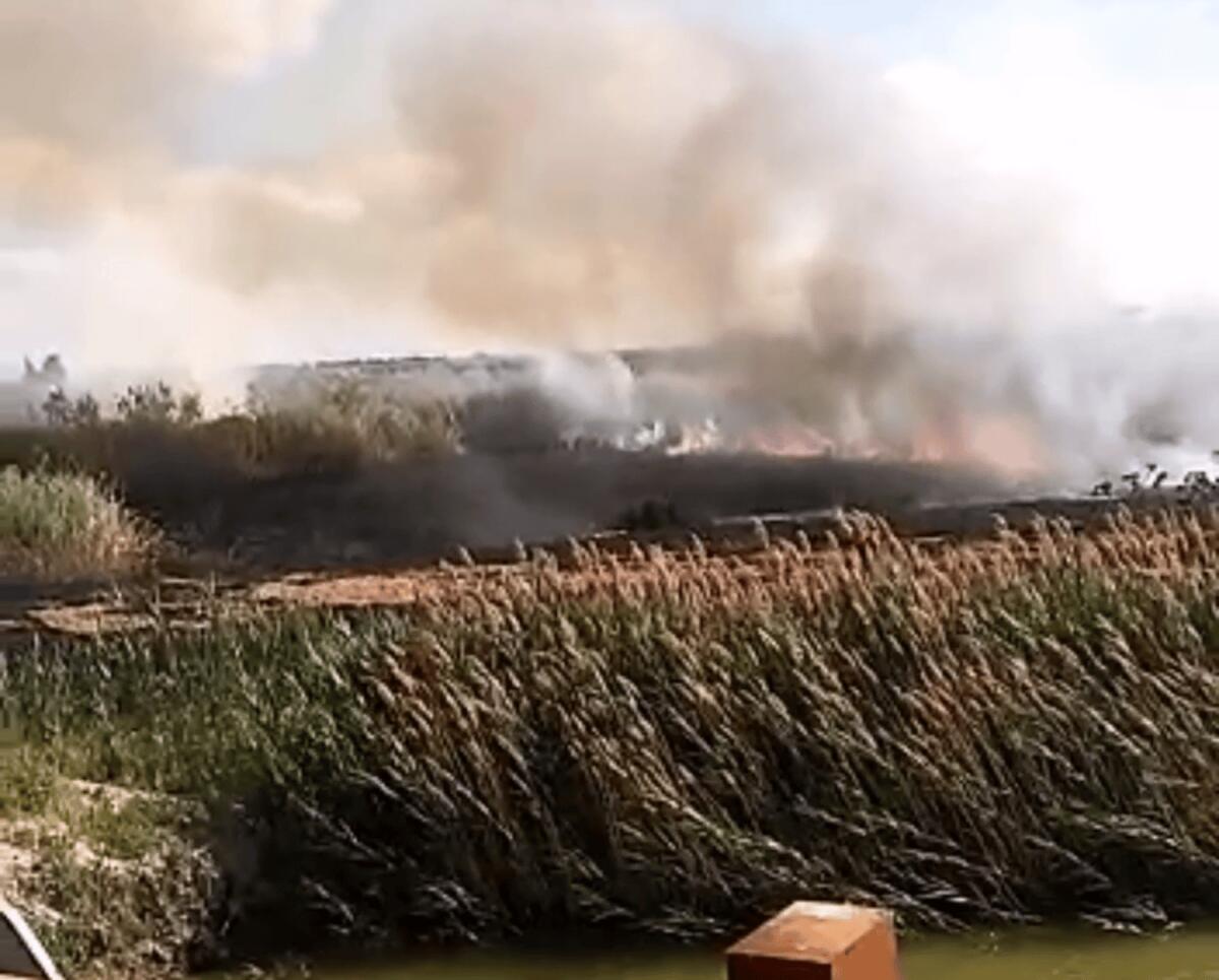 Manfredonia, incendio doloso nell'ex valle da pesca: distrutti canneti e alberi da frutto - 