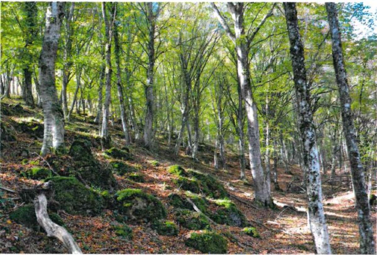 Gargano, Faggeta della Fajarama: dalla Regione arrivano i finanziamenti per tutelarla - 