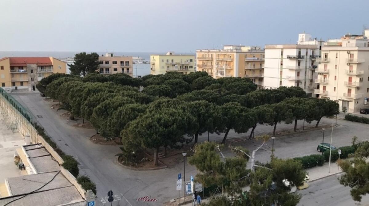 Vieste, abbattimento dei pini. Interviene il WWF: "Sono alberi sani di oltre 35 anni" - 